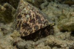 Dardanus guttatus - Blue knee hermit crab - Riff-Einsiedlerkrebs