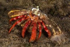 Dardanus calidus - Grosser roter Einsiedlerkrebs