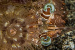 Dardanus pedunculatus - Hermit crab - Eremitkräfta - Einsiedlerkrebs