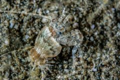 Pagurixus sp?