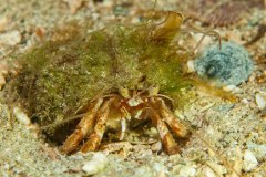 Pagurus bernhardus - Common hermit crab - Vanlig eremitkräfta - Gemeiner Einsiedlerkrebs