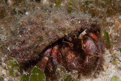 Calcinus pulcher - Beautiful hermit crab - Eremitkräfta - Einsiedlerkrebs