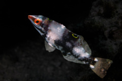 Halichoeres hortulanus - Checkerboard wrasse - Schachbrett-Junker (juvenile)