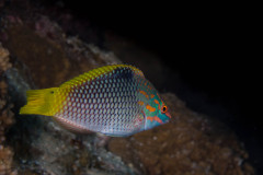 Halichoeres hortulanus - Checkerboard wrasse - Schachbrett-Junker