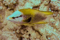 Epibulus insidiator - Slingjaw wrasse - Stülpmaullippfisch