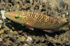 Thalassoma lunare - Lunar wrasse - Mångylta