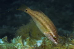 Symphodus ocellatus - Ocellated wrasse - Tordosnultra - Augenfleck-Lippfisch