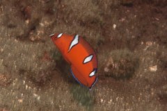 Coris gaimard - Yellowtail coris (juvenile)