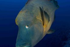 Cheilinus undulatus - Humphead wrasse - Napoleonfisk - Napoleon-Lippfisch