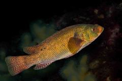 Labrus berggylta - Ballan wrasse - Berggylta - Gefleckter Lippfisch