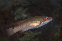 Ctenolabrus rupestris - Goldsinny wrasse - Stensnultra - Klippenbarsch