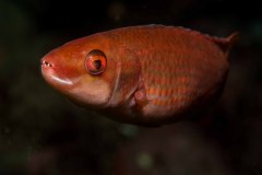 Ctenolabrus rupestris - Goldsinny wrasse - Stensnultra - Klippenbarsch