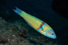 Thalassoma pavo - Ornate wrasse - Meerpfau
