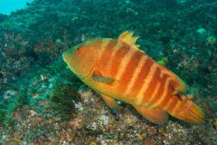 Anchichoerops natalensis - Natal wrasse