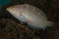 Halichoeres timorensis