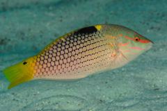 Halichoeres hortulanus - Checkerboard wrasse - Schachbrett-Junker