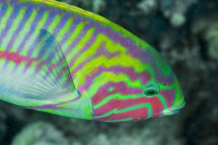 Thalassoma quinquevittatum