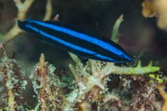 Labroides dimidiatus - Bluestreak cleaner wrasse - Putsarläppfisk -Putzerlippfisch
