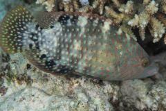 Cheilinus oxycephalus - Snooty wrasse