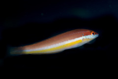 Coris julis - Mediterranean rainbow wrasse - Junkergirella - Meerjunker (juvenile male)