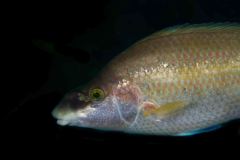 Symphodus mediterraneus - Mittelmeer-Lippfisch