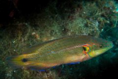 Symphodus ocellatus - Ocellated wrasse - Tordosnultra - Augenfleck-Lippfisch