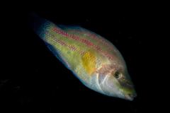 Symphodus tinca - Peacock wrasse - Pfauenlippfisch