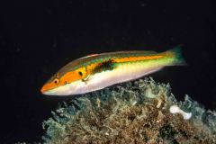 Coris julis - Mediterranean rainbow wrasse - Junkergirella - Meerjunker