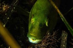 Labrus viridis - Green wrasse - Gröngylta - Grüner Lippfisch