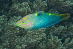 Halichoeres hortulanus - Checkerboard wrasse - Schachbrett-Junker