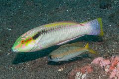 Halichoeres scapularis - Zigzag wrasse