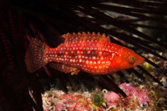 Oxycheilinus bimaculatus - Twospot wrasse
