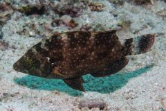 Cheilinus chlorourus - Floral wrasse
