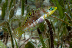 Halichoeres nebulosus - Nebulous wrasse