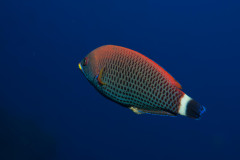 Oxycheilinus unifasciatus - Ringtail warsse