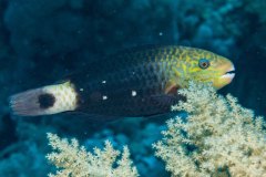 Cheilinus trilobatus - Tripletail wrasse