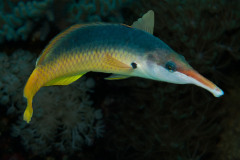 Gomphosus caeruleus - Fågelsnultra - Vogel-Lippfisch