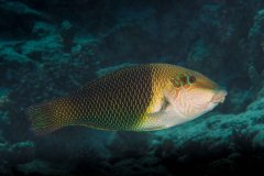 Hemigymnus melapterus - Blackeye thicklip