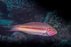 Thalassoma quinquevittatum - Fivestripe wrasse