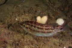 Symphodus melops - Corkwing wrasse - Skärsnultra - Goldmaid