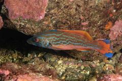 Labrus mixtus - Cuckoo wrasse - Blågylta - Kuckuckslippfisch (male)