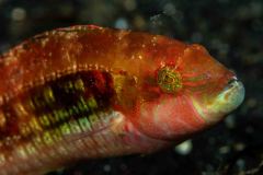 Oxycheilinus bimaculatus - Twospot wrasse