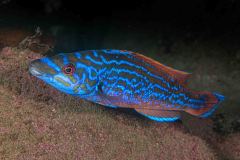 Labrus mixtus - Blågylta - Kuckuckslippfisch (male)