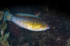 Centrolabrus exoletus - Small mouthed wrasse - Grässnultra - Kleinmäuliger Lippfisch