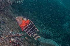Cheilinus fasciatus - Red-breasted wrasse - Rotbrust-Prachtlippfisch