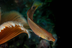 Halichoeres melanurus - Pinstriped wrasse (juvenile)