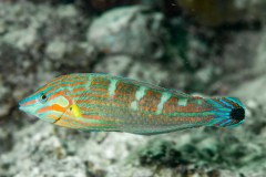Halichoeres melanurus - Pinstriped wrasse