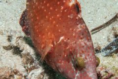 Cirrhilabrus punctatus - Dotted fairy wrasse