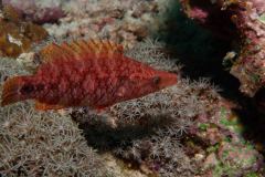 Cirrhilabrus walshi - Samoa fairy wrasse