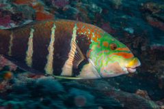 Thalassoma hardwicke - Sixbar wrasse